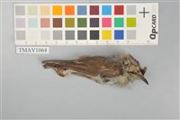 藏品(冠羽畫眉)的圖片